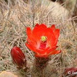 Echinocereus polyacanthus JLcoll.1239.jpg